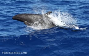 False Killer whale in the Kermadecs