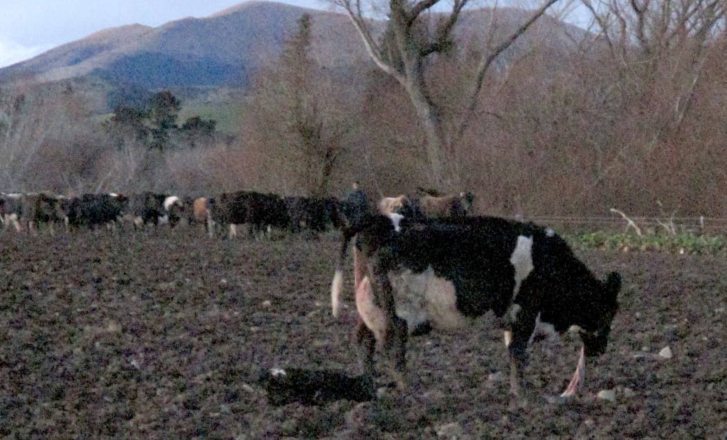 The Animal advocacy group SAFE has released photos that it says shows cows having to calve in unacceptable conditions.