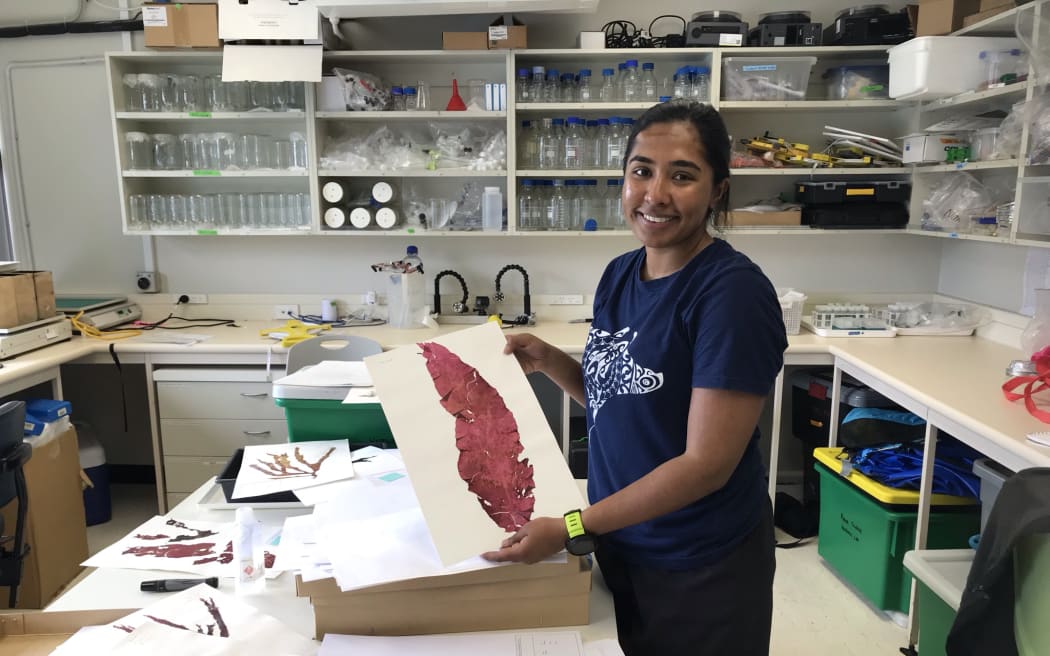 As part of her PhD work Namrata Chand has prepared seaweed pressings of different species in the harbour. Nam is pictured in the lab with dried pressed seaweed samples on A3 pages.