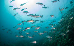 A school of Jacks in a murky, tropical ocean