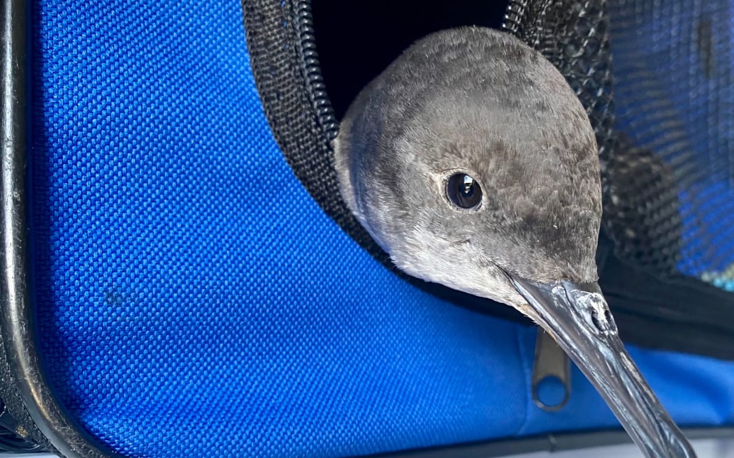 A rescued Hutton’s shearwater is taken to get a check up. Photo: Kaikōura Wildlife Centre Trust
