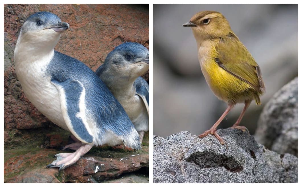 Bird of the Year 2022
