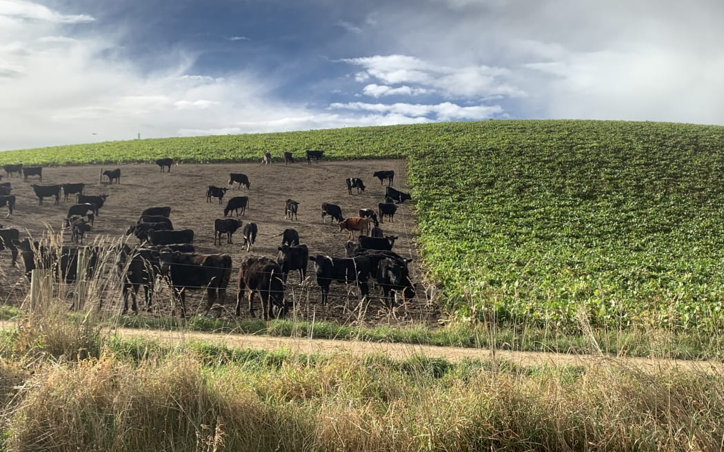 Controlled crop grazing, Papakaio, North Otago