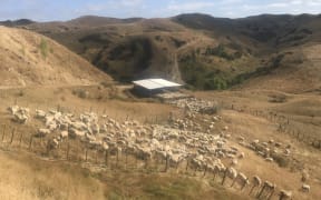 Summer dry at Mangara Station, Rangitikei