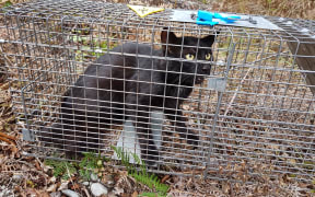 Auckland Council is looking at ways to reduce the number of feral cats preying on native wildlife.