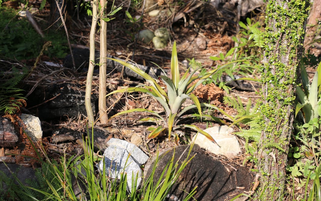 West Coast Agroforestry