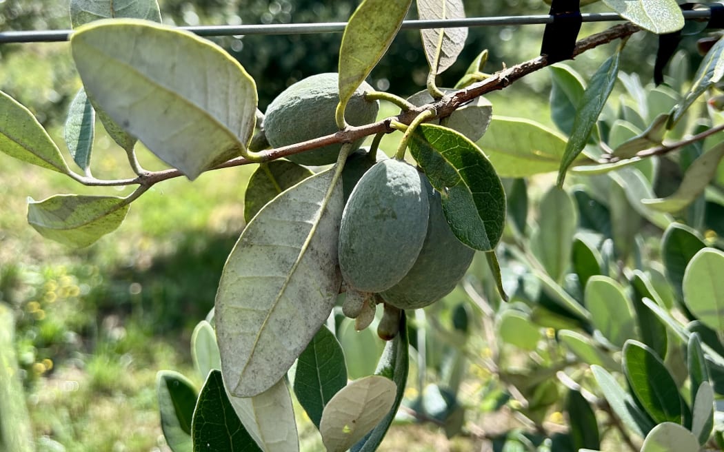 This year's feijoa harvest is off to an early start.