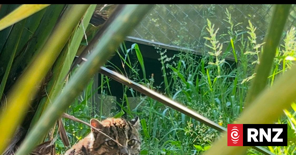Hamilton Zoo announces death of elderly Asian fishing cat, Indah