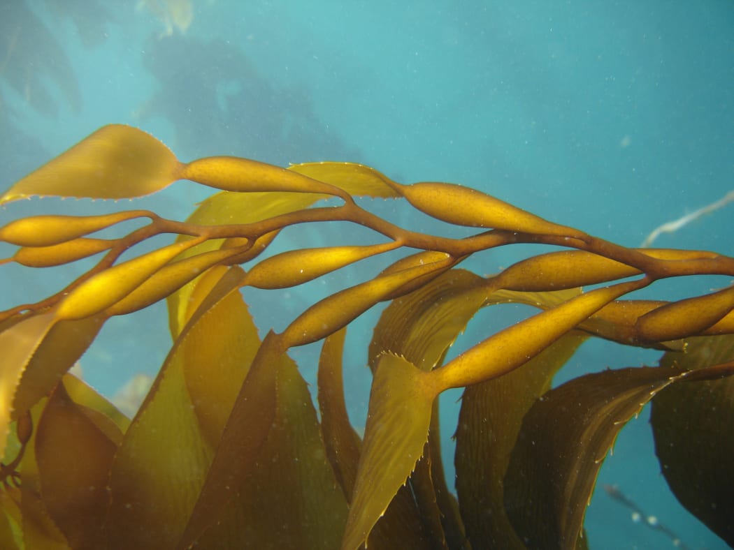 Giant Bladder Kelp