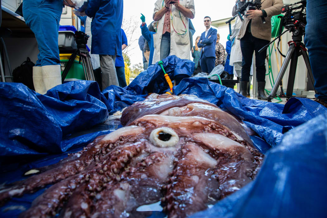 The taningia genus 60kg squid that was caught near Whakaari/ White Island was taken to Massey University for dissection.