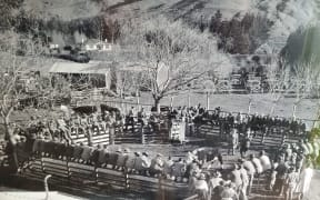 A Wilencote Polled Herefords bull sale in the early days