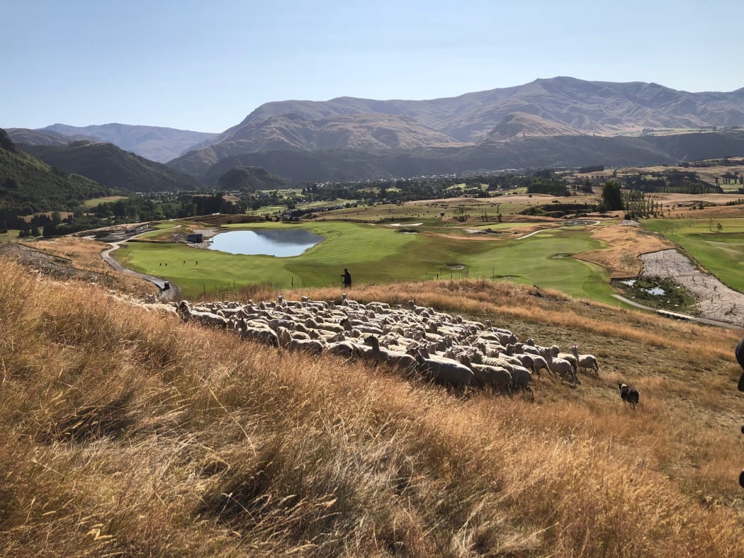 Sheep overlook Millbrook Resort’s new Coronet golf course