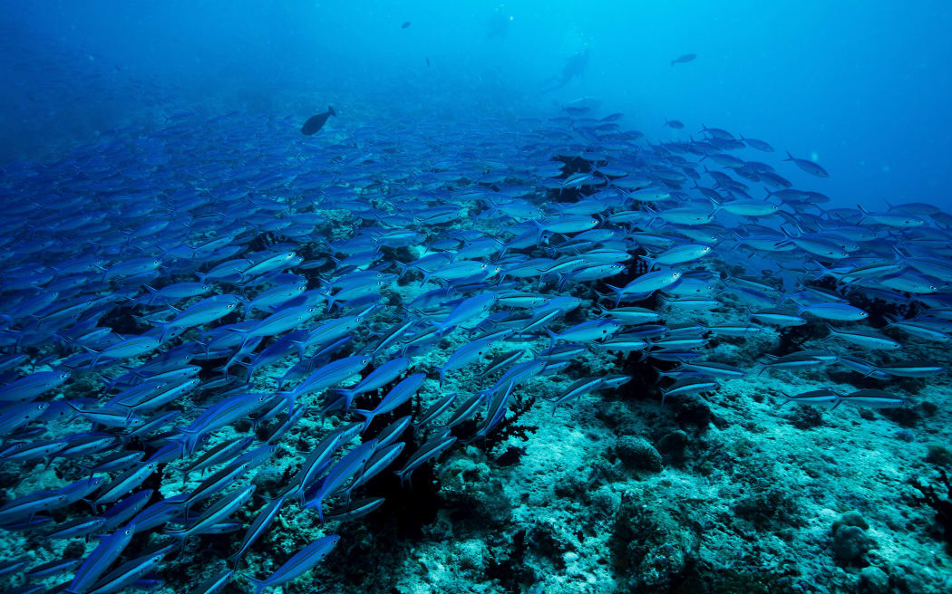 School of blue Indian Mackerel underwater along the dive site main marine life resources under the sea , Baa Atoll, Maldives.