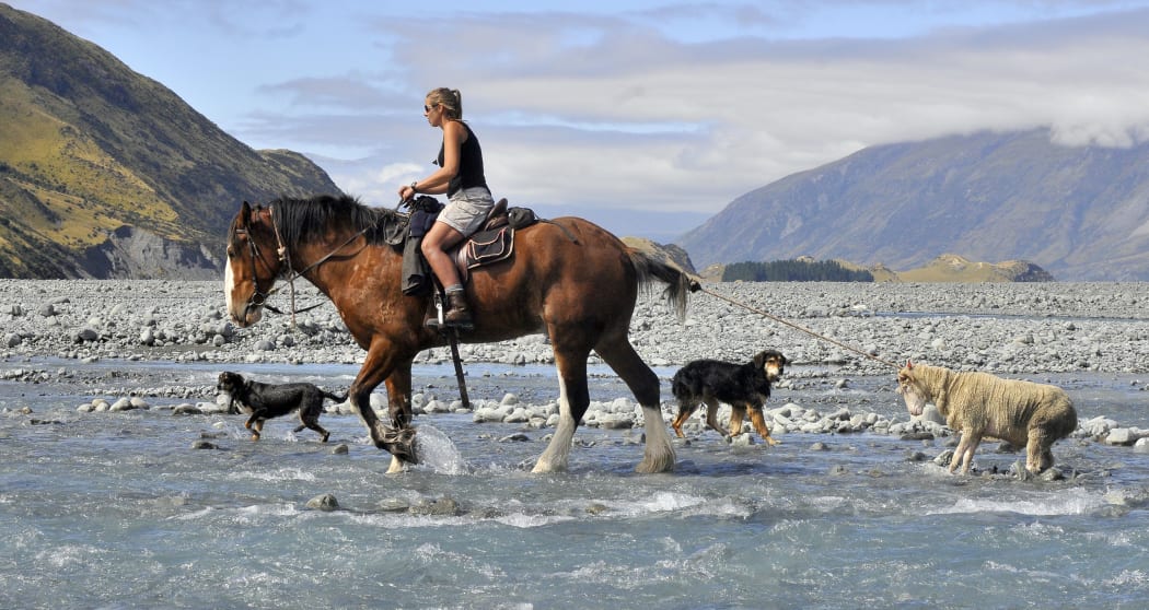 Photo of Erin Cassie, driving a mob of wethers