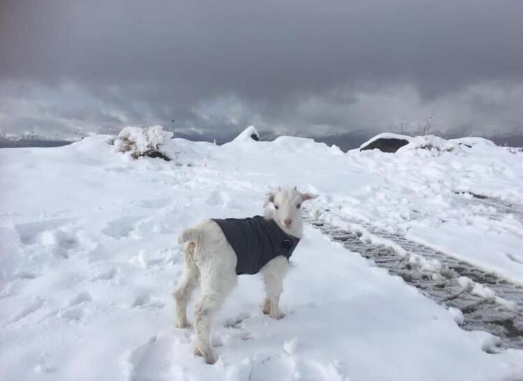 Jack the Goat staying warm in the fresh snow on Coronet peak.