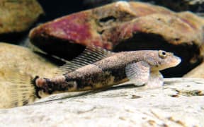 Torrentfish are the skateboarders or parkour artists of the aquarium.