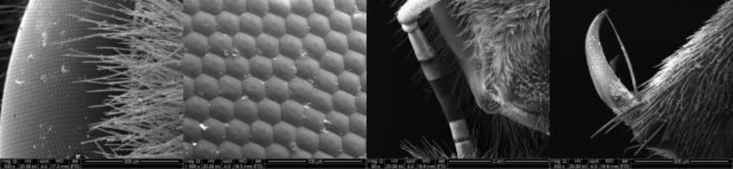 Four scanning electron microscope images showing a bee's eye at different magnifications, the antenna, and leg. The bee died of natural causes.