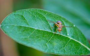 close up shot of a queensland fruit fly on a feijoa leaf. The qld fruit fly is a serious agricultural pest causing millions of dollars of damage every year