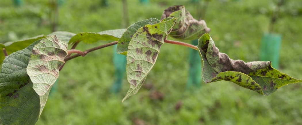 A kiwifruit vine infected with Psa.
