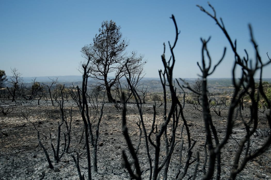 Burned trees are pictured near Flix on June 28, 2019 as a forest fire raged out of control in the northeastern region of Catalonia