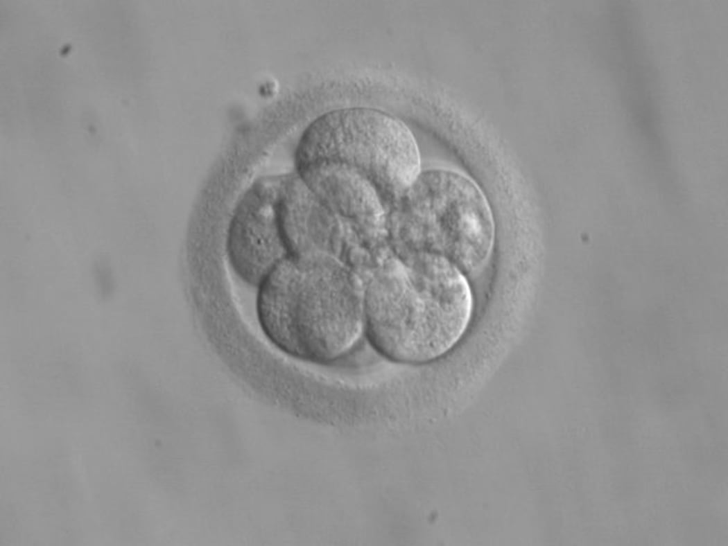 A human embryo, here seen in its eight-cell stage, doubles its number of cells at each division.
