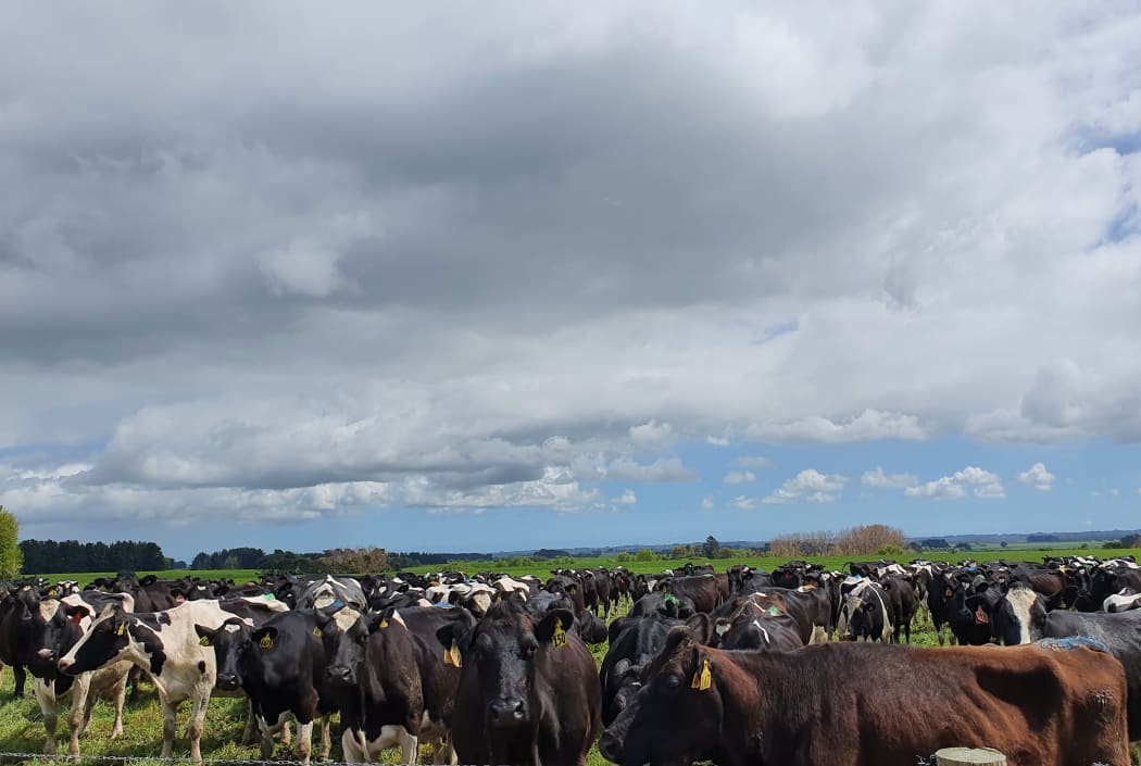 These cows on a Manawatū dairy farm have had their tails marked ready for mating