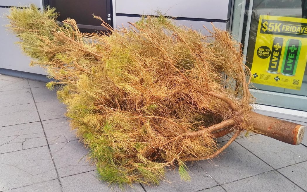 A used Christmas tree dumped outside a central Auckland convenience store.
