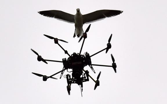 A seagull swoops at a Sky TV drone covering the cricket on day five of the second test between NZ and Sri Lanka at the Basin Reserve in Wellington.