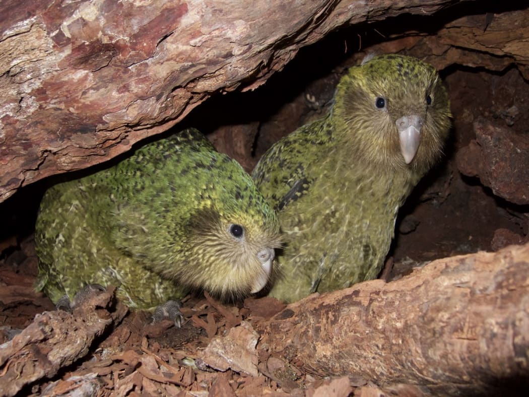 The kākāpō chicks Alice-2-A and Tumeke-2-A have recently fledged but still sometimes return to visit the nest of their foster mother, Queenie.