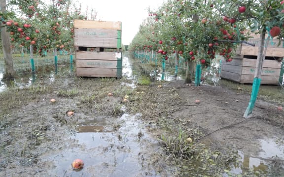 Apple orchard in Hawkes Bay.