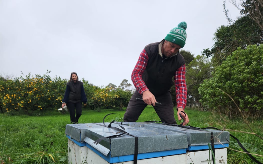 Mike King checks hives for varroa mite as Cate stands by with the smoker