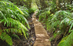 850 metres of boardwalk over a muddy section of the Mangorei Track has been installed.