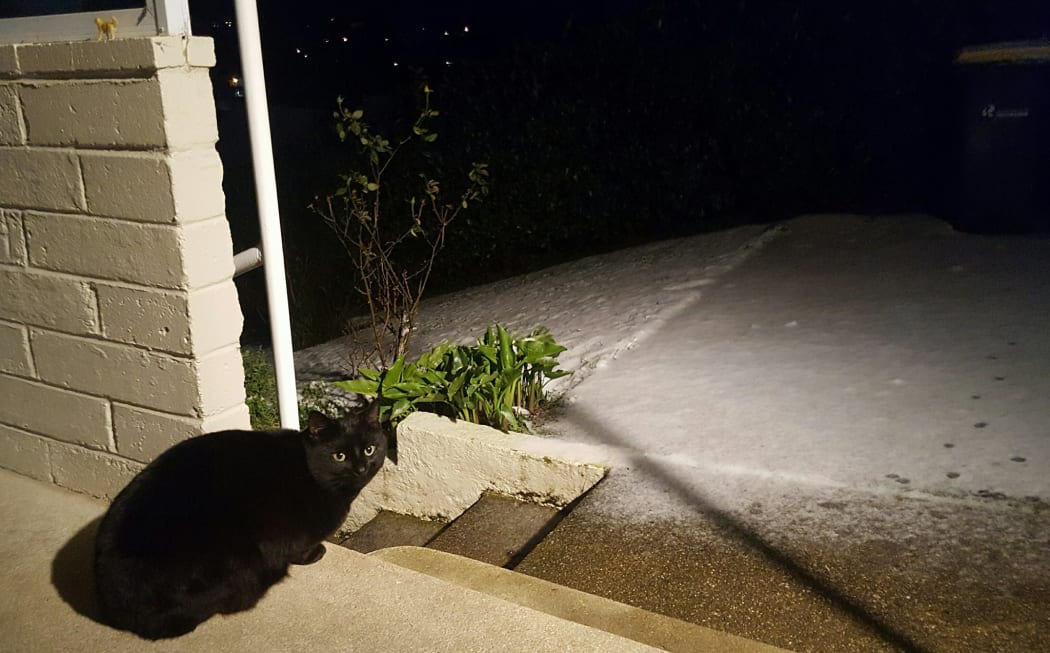 Many of New Zealand's cats, including Bernard Black from Dunedin, have been left distinctly unimpressed by the cold weather.
