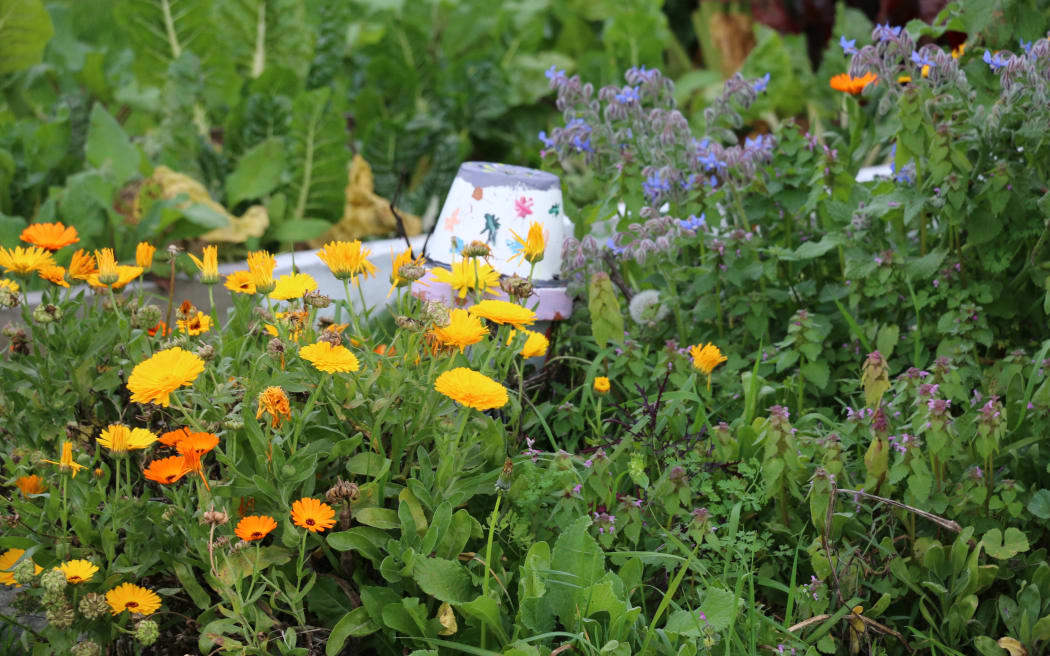 Kaiapoi Community Garden