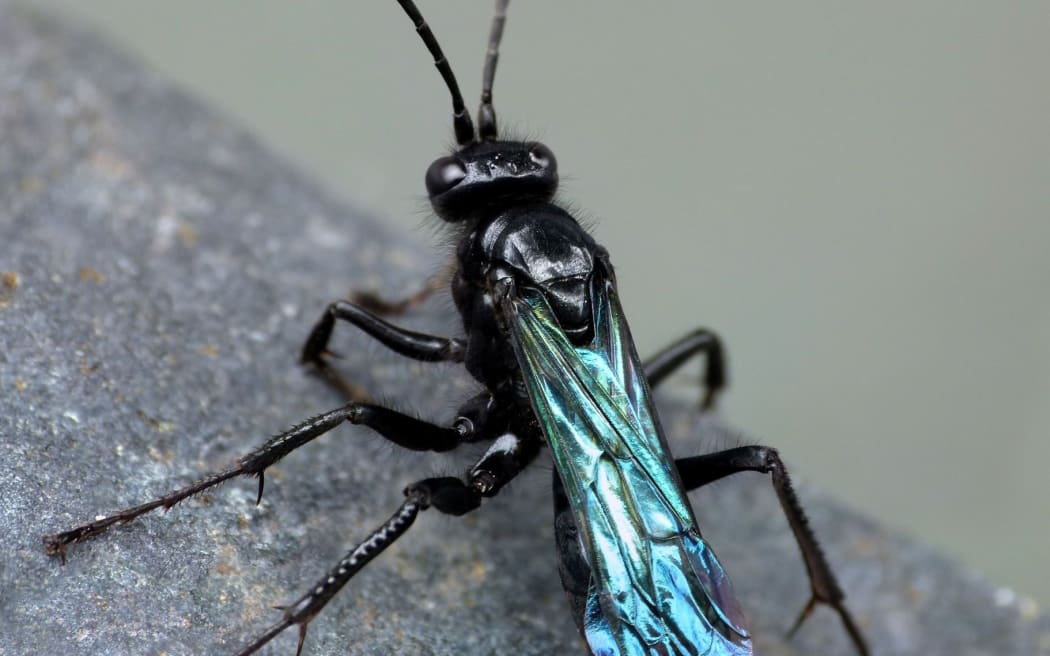 Ngaro Iwi / black hunting wasp