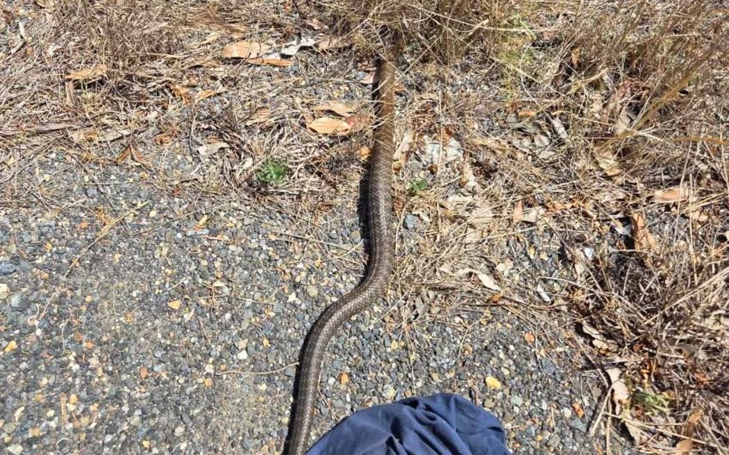 The tiger snake has been released back into the wild.