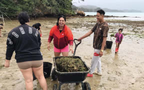 Volunteers use buckets and barrows to remove caulerpa washed up at Northland's Ōmakiwi Cove.