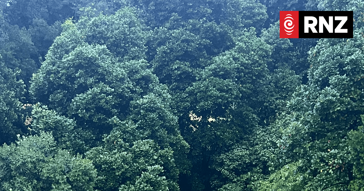 陶朗加滑坡事故亲历者：当地议会车辆曾到过山体滑坡现场