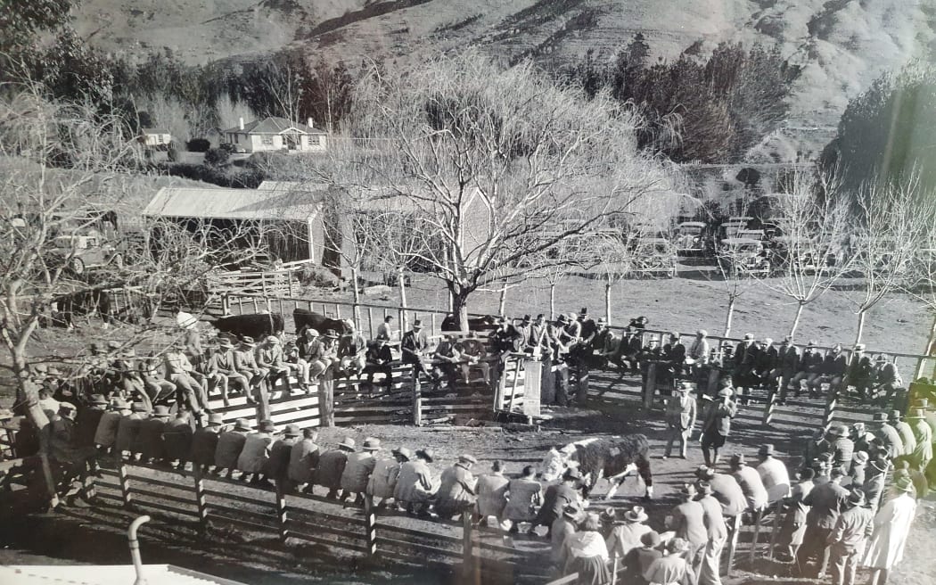 A Wilencote Polled Herefords bull sale in the early days