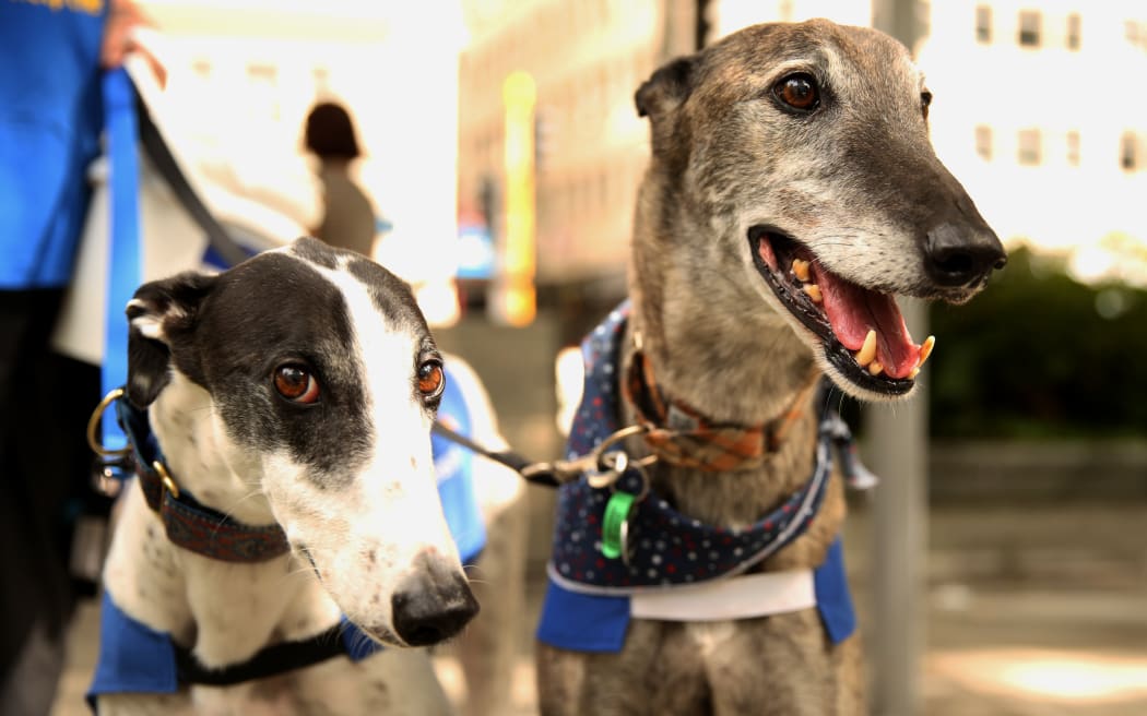 Nightrave greyhounds top