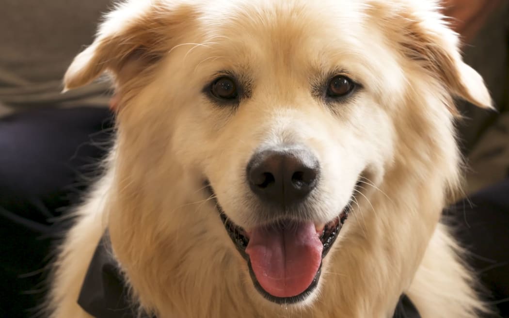 Seven-year-old Moose has been visiting since last year with his owner Susie Mitchell, as part of St John's Therapy Pets programme.