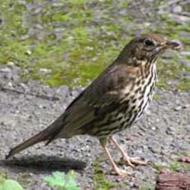 Photo for Song thrush