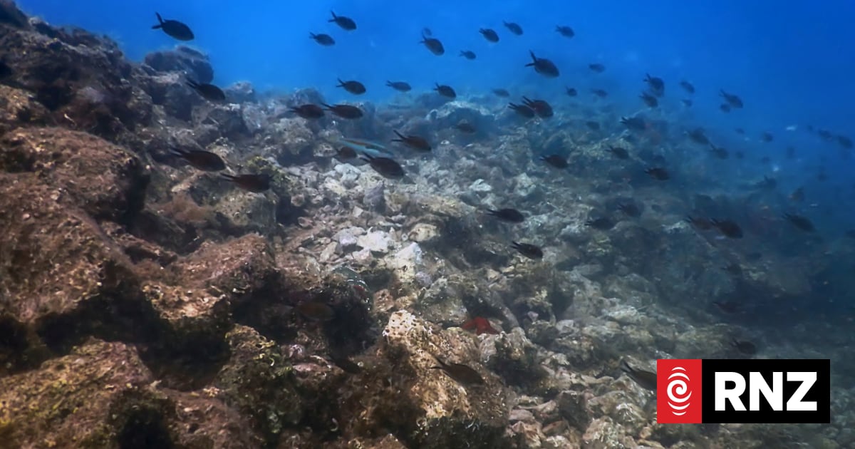 How microplastics hurt the hidden helpers that keep our coasts healthy ...