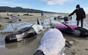 Whales stranded near Pakawau, South Island.