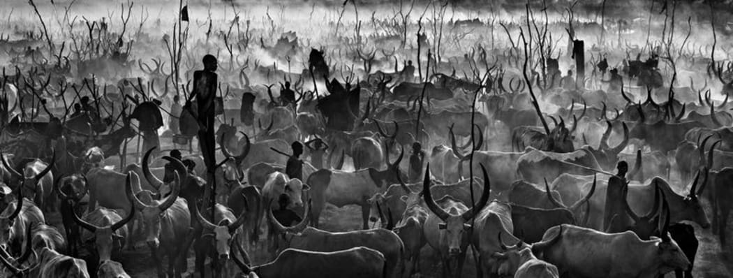 The Dinka people tending their cattle.