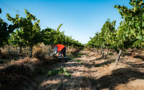 According to the Fijian government, more than 15,000 Fijians are employed through labour mobility schemes in Australia and New Zealand.