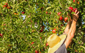 Harvesting at a Wakatū Incorporation orchard
