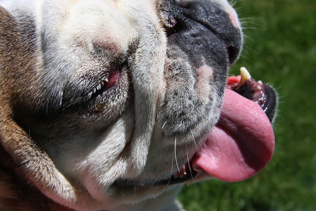 Bulldog