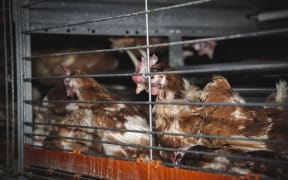 Chickens in colony cages, as seen in the Farmwatch footage