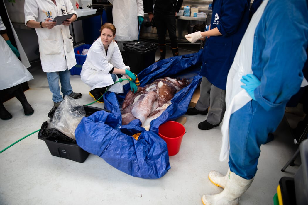 The taningia genus 60kg squid that was caught near Whakaari/ White Island was taken to Massey University for dissection.